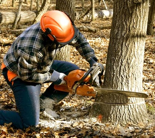 Tree Removal in Chapel Hill, TN